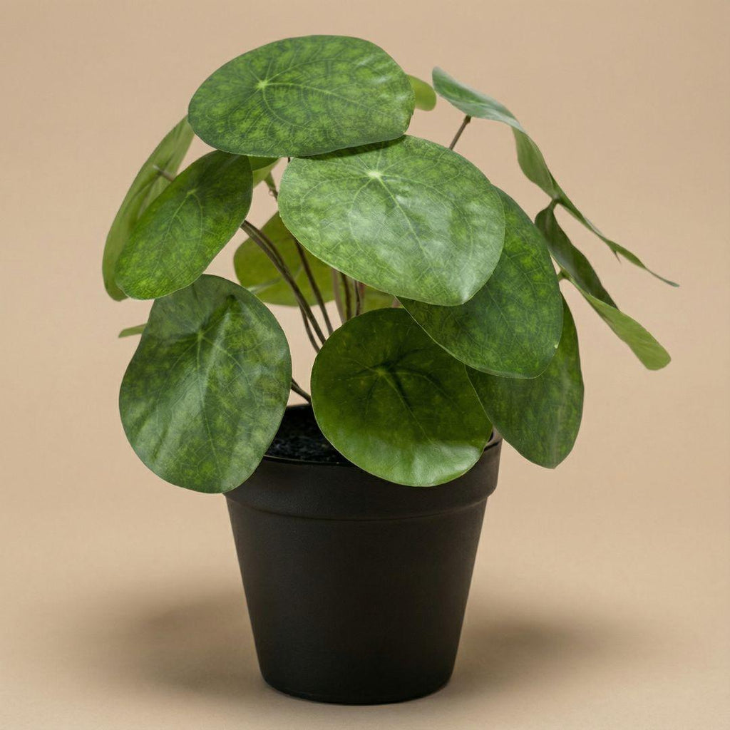 Künstliche Pilea, ca. 25 cm – Produktfoto