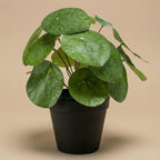 Künstliche Pilea, ca. 25 cm – Produktfoto