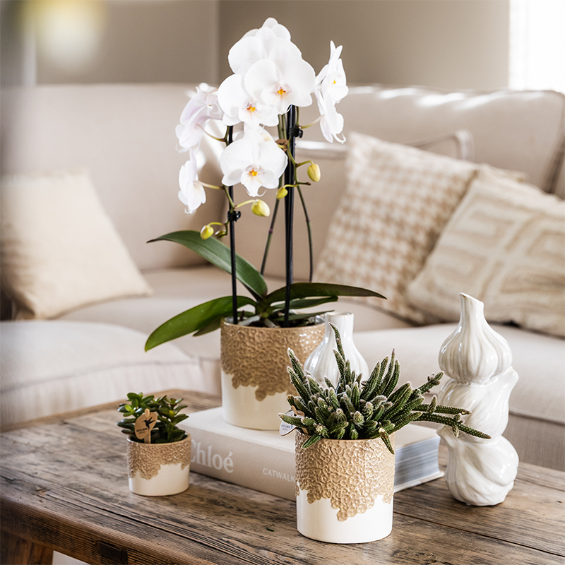 Übertopf Kolibri Home Bloom Sand, Ø 6 cm – Detailansicht
