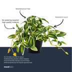 Künstliche Tradescantia, ca. 19 cm, Grün-Weiß – Ansicht 5
