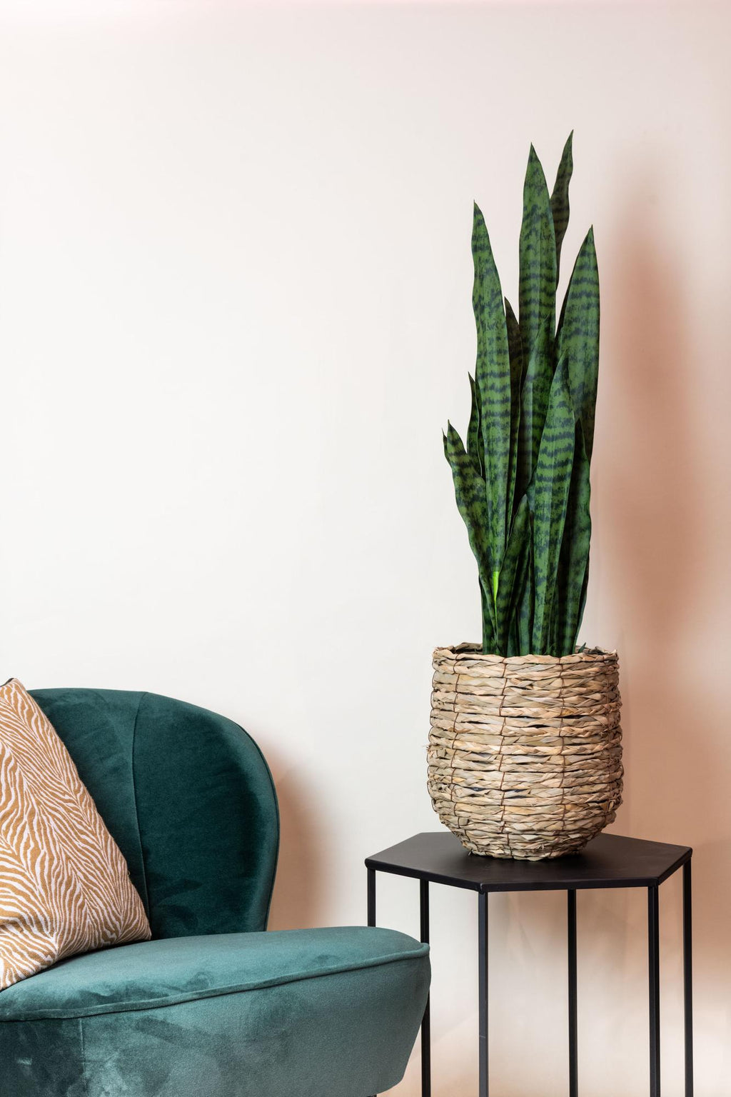 Künstliche Sansevieria Black Coral, ca. 97 cm – Produktfoto