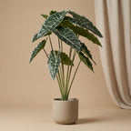 Künstliche Alocasia, ca. 80 cm – Produktfoto