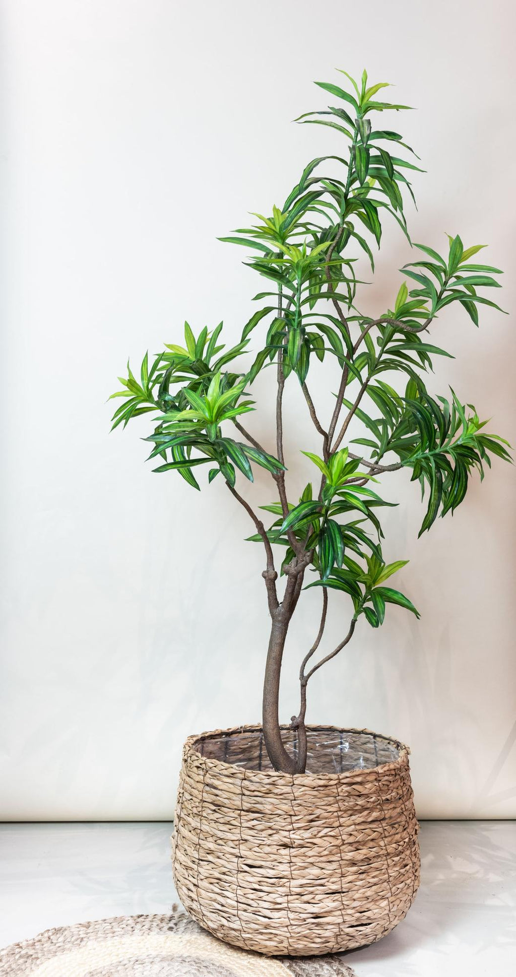 Kunst-Drachenbaum Dracaena, ca. 190 cm – Ansicht 5
