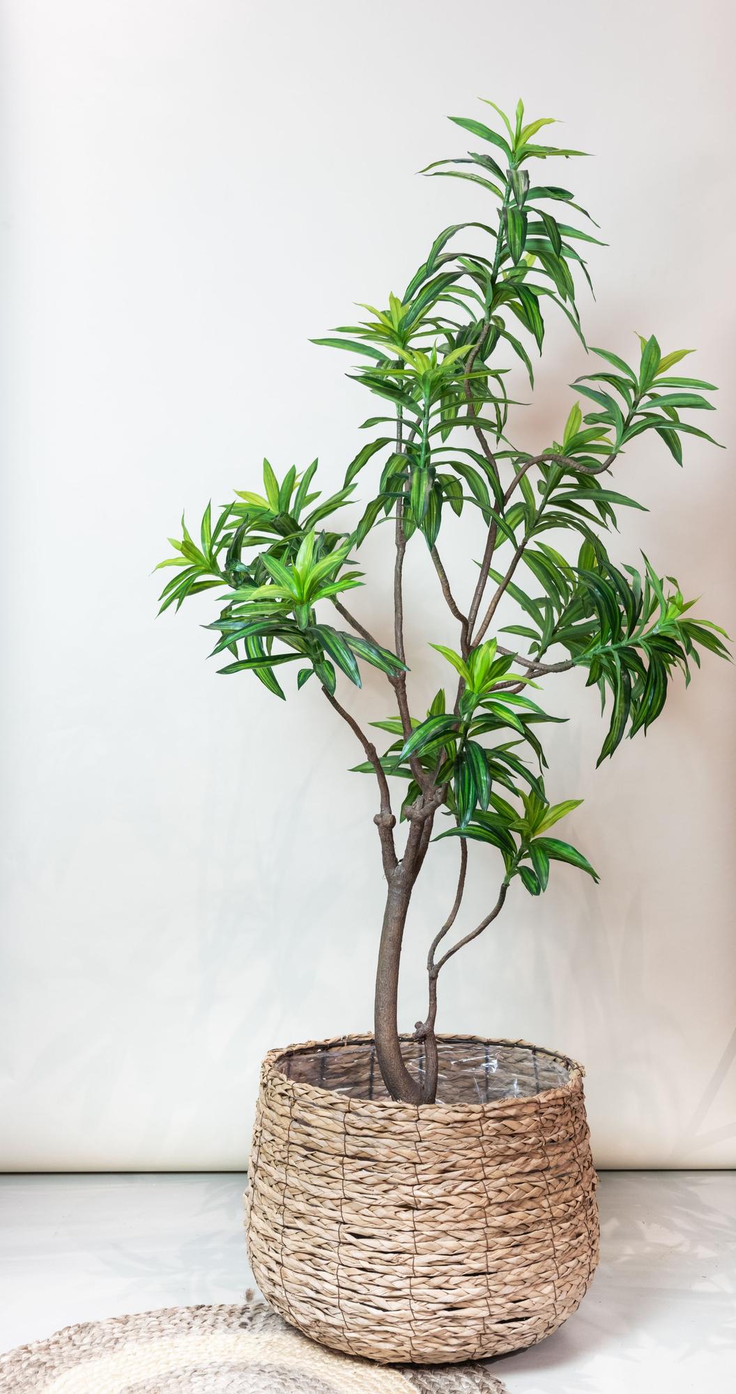 Kunst-Drachenbaum Dracaena, ca. 190 cm – Ansicht 5
