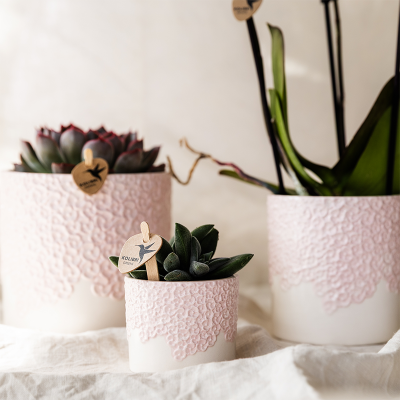 Übertopf Kolibri Home Bloom Rosa, Ø 6 cm – Detailansicht
