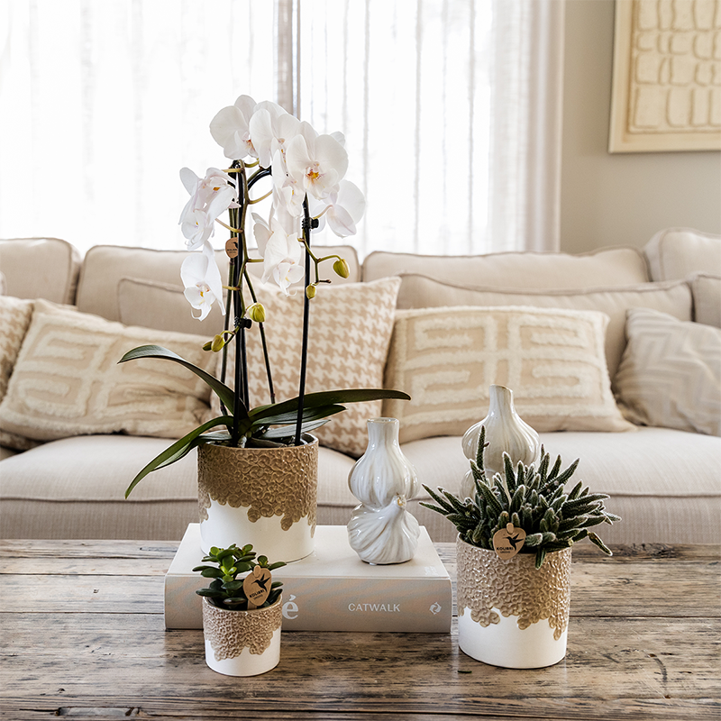 Übertopf Kolibri Home Bloom Sand, Ø 6 cm – Ansicht 7