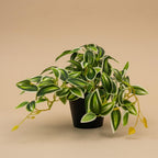 Künstliche Tradescantia, ca. 19 cm, Grün-Weiß – Produktfoto