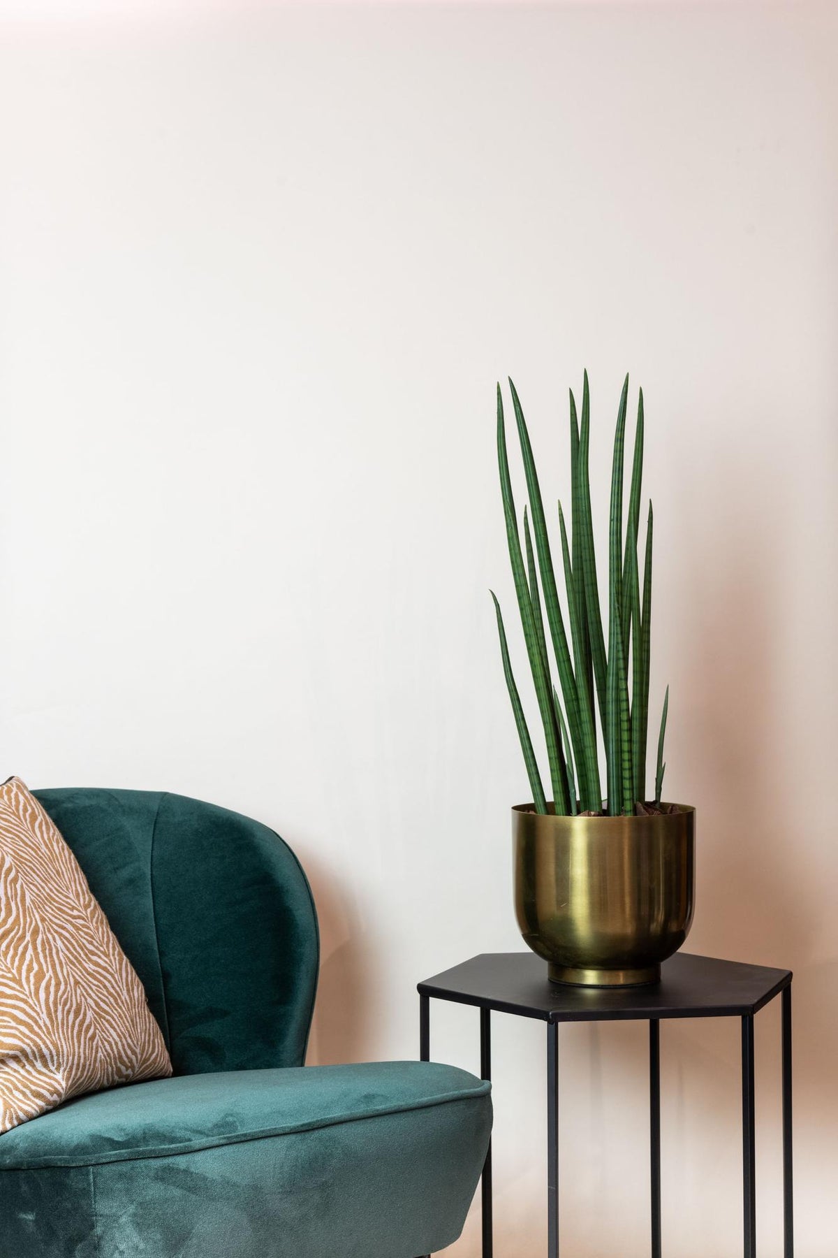 Künstliche Sansevieria Cylindrica, ca. 70 cm – weitere Ansicht