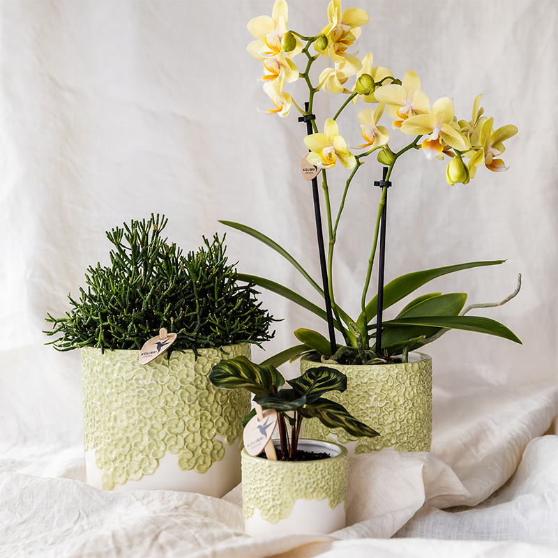 Übertopf Kolibri Home Bloom Grün, Ø 6 cm – Ansicht 4
