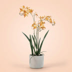 Künstliche Renanthera-Orchidee im Topf, ca. 56 cm, Gelb-Orange – Ansicht 6