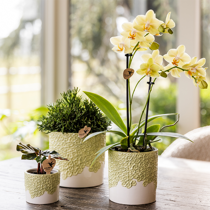 Übertopf Kolibri Home Bloom Grün, Ø 6 cm – Ansicht 5