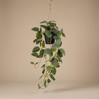 Künstliche Fittonia Hängepflanze, ca. 70 cm – Produktfoto