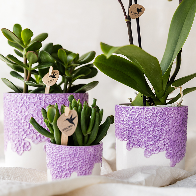 Übertopf Kolibri Home Bloom Lila, Ø 6 cm – Detailansicht