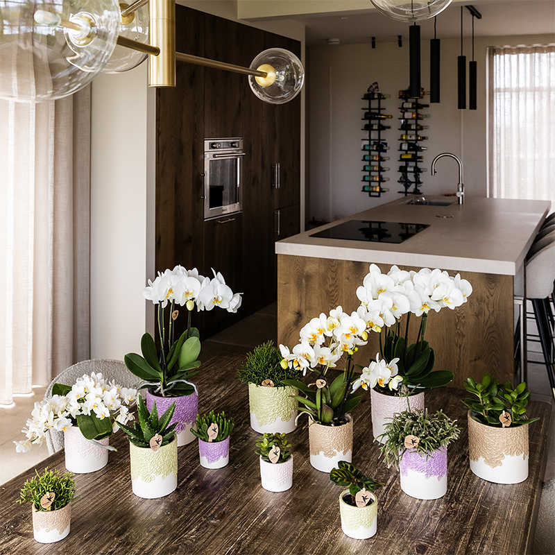 Übertopf Kolibri Home Bloom Sand, Ø 6 cm – Ansicht 8