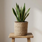 Pflanzkorb Natur, Ø 14 cm – Ansicht 5