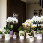 Übertopf Kolibri Home Bloom Lila, Ø 6 cm – Ansicht 9