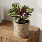 Pflanzkorb Natur, Ø 14 cm – Ansicht 4