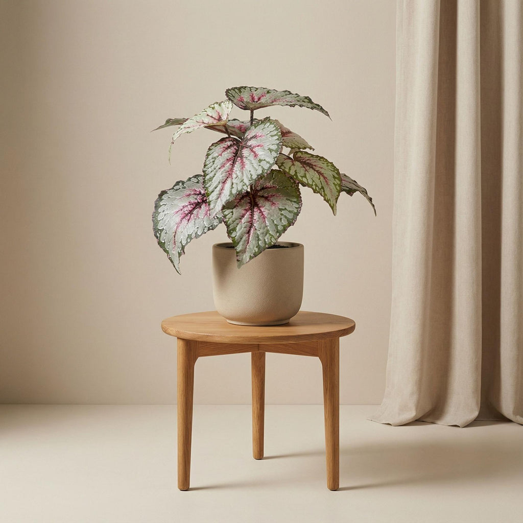 Künstliche Begonie, ca. 26 cm – weitere Ansicht