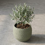 Pflanzkorb Jorck Salbeigrün, Ø 26 cm – Ansicht 4