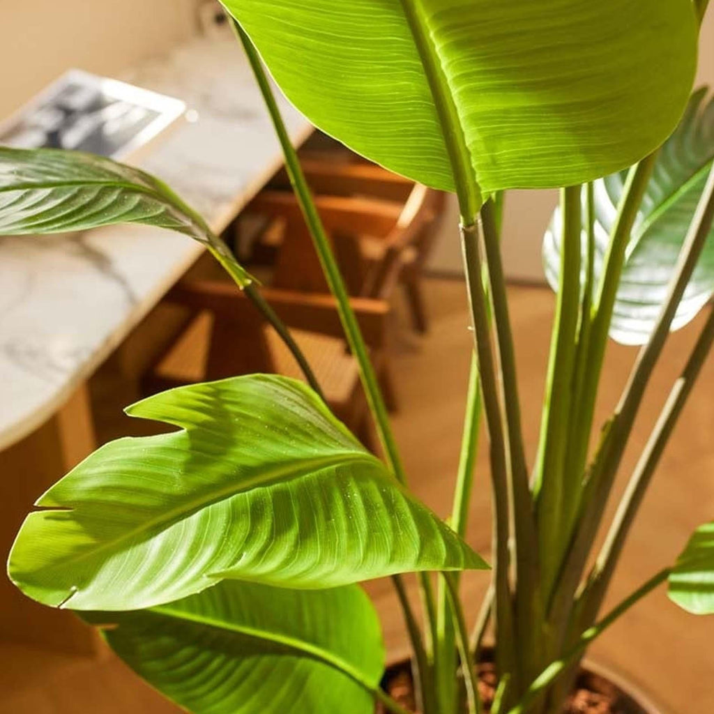 Künstliche Strelitzia Nicolai, ca. 180 cm – Detailansicht