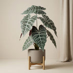 Künstliche Alocasia Busch, ca. 40 cm – Produktfoto