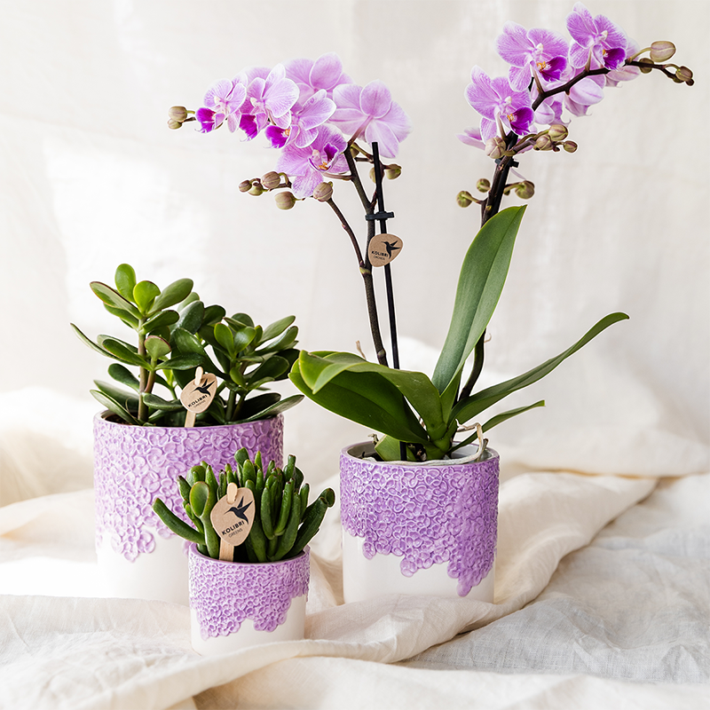 Übertopf Kolibri Home Bloom Lila, Ø 6 cm – Ansicht 5