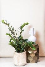 Künstliche Zamioculcas, ca. 110 cm – Ansicht 5