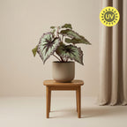 Künstliche Begonie, ca. 26 cm – Produktfoto