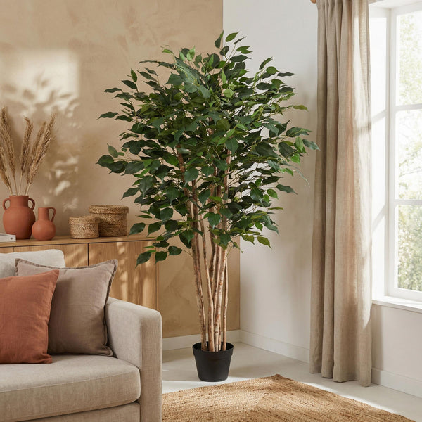 Künstliche Birkenfeige (Ficus benjamina)