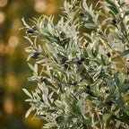 Kunst-Olivenbaum Olea europaea, ca. 180 cm – Ansicht 4