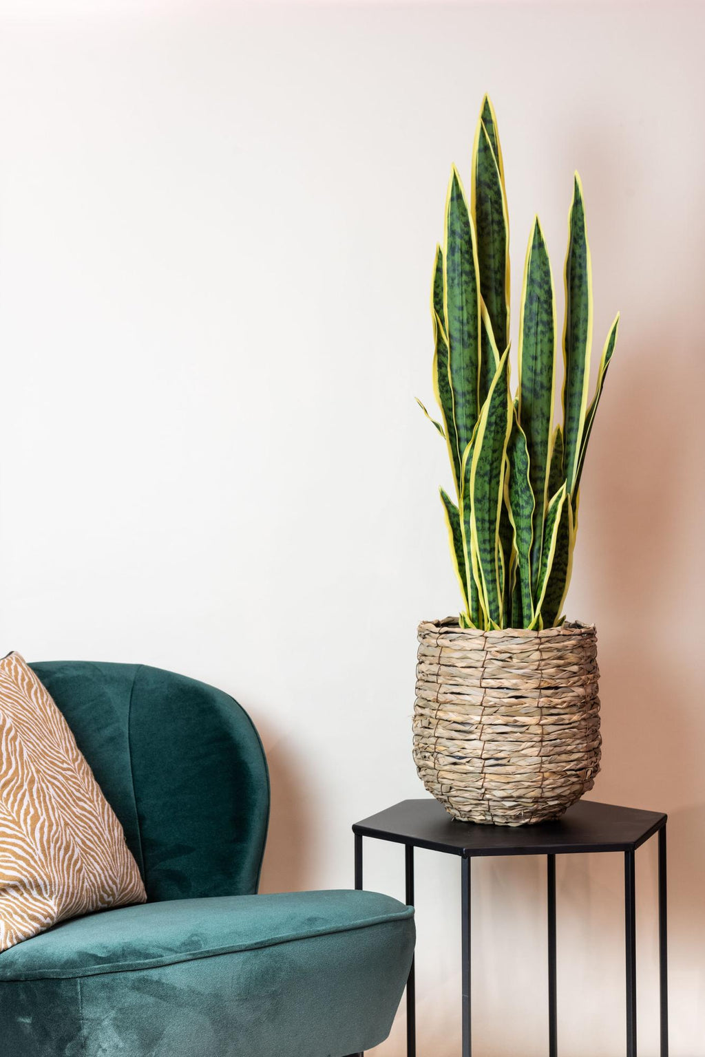 Künstliche Sansevieria Trifasciata, ca. 97 cm – weitere Ansicht