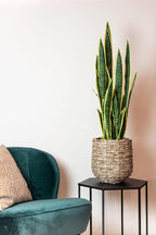 Künstliche Sansevieria Trifasciata, ca. 97 cm – weitere Ansicht