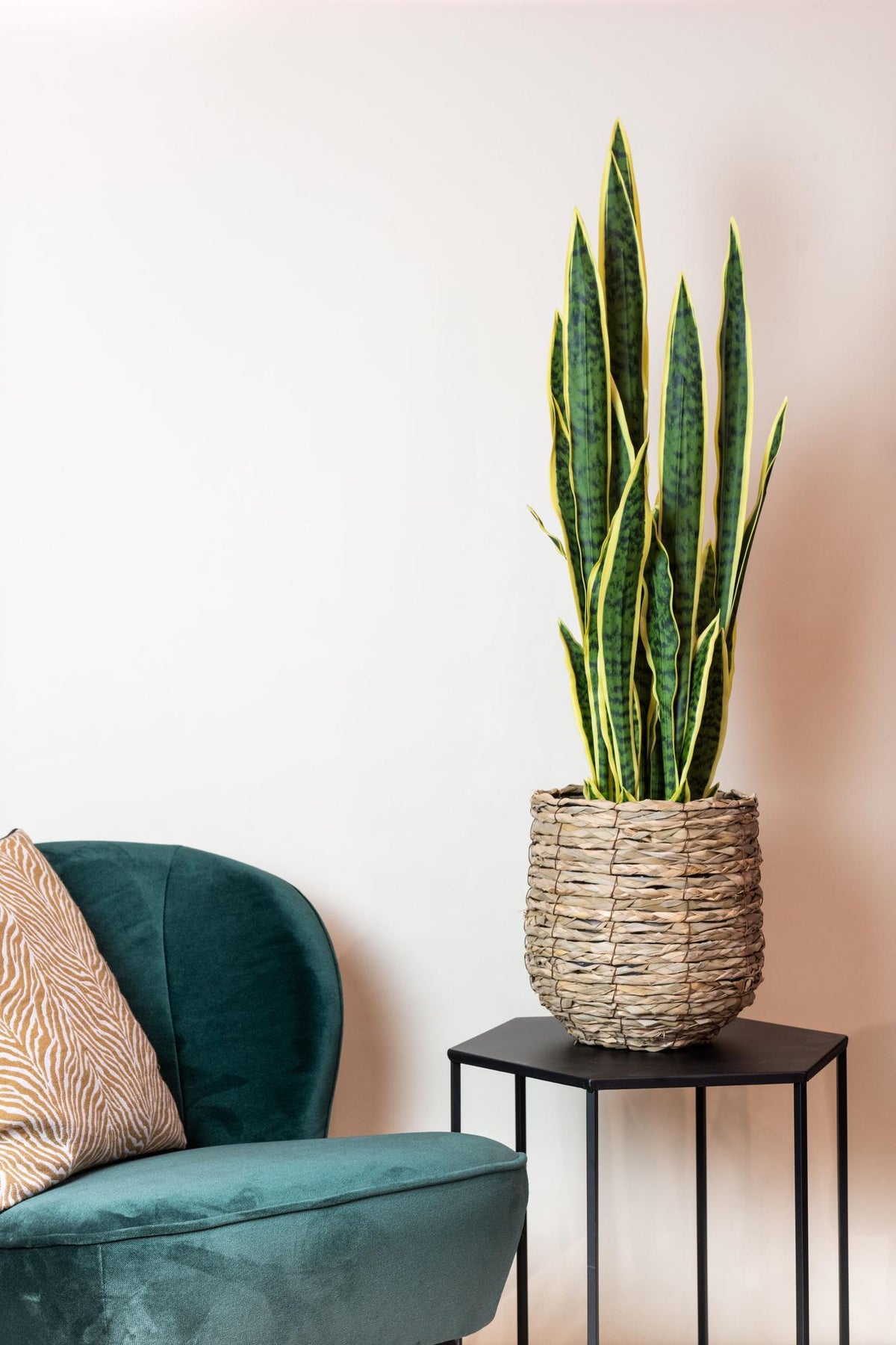 Künstliche Sansevieria Trifasciata, ca. 97 cm – weitere Ansicht