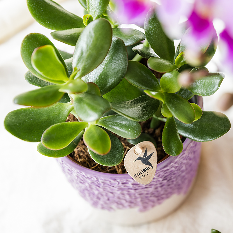 Übertopf Kolibri Home Bloom Lila, Ø 6 cm – weitere Ansicht