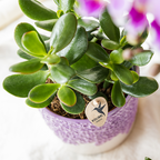 Übertopf Kolibri Home Bloom Lila, Ø 6 cm – weitere Ansicht
