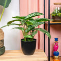 Künstliche Calathea Zebrina, ca. 42 cm – Detailansicht