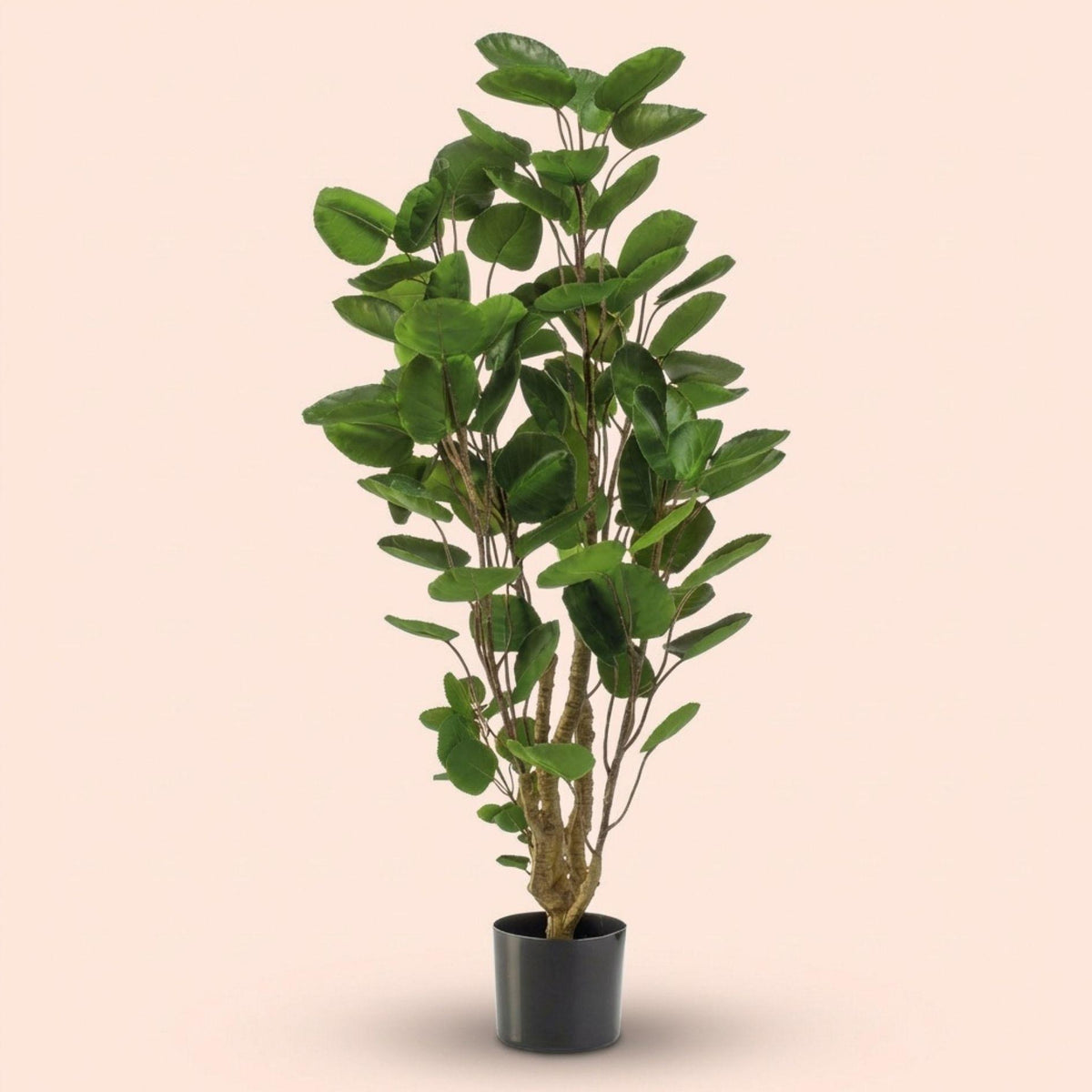 Kunst-Polyscias-Baum, ca. 105 cm – Ansicht 5