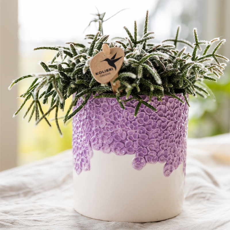 Übertopf Kolibri Home Bloom Lila, Ø 6 cm – Ansicht 4