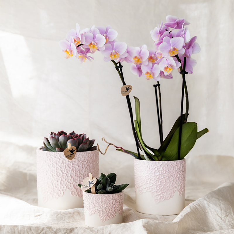 Übertopf Kolibri Home Bloom Rosa, Ø 12 cm – Detailansicht