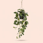 Künstliche Fittonia Hängepflanze, ca. 70 cm – Ansicht 5
