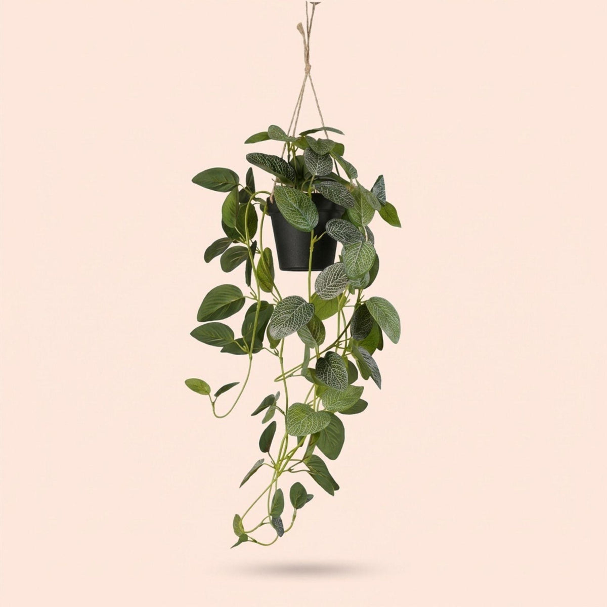 Künstliche Fittonia Hängepflanze, ca. 70 cm – Ansicht 5