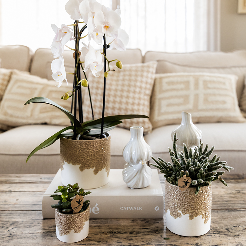 Übertopf Kolibri Home Bloom Sand, Ø 6 cm – Ansicht 5