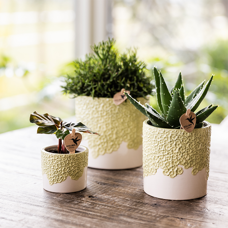 Übertopf Kolibri Home Bloom Grün, Ø 6 cm – Ansicht 6
